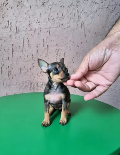 Pinscher