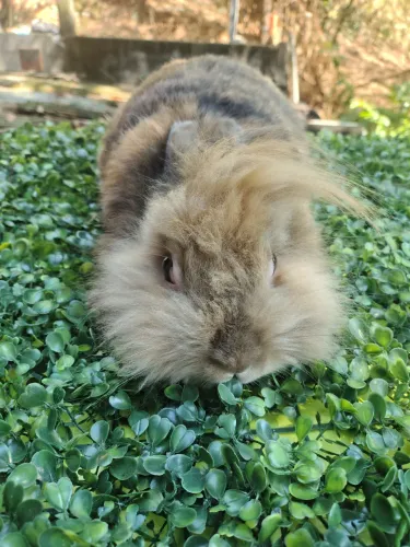 Coelho