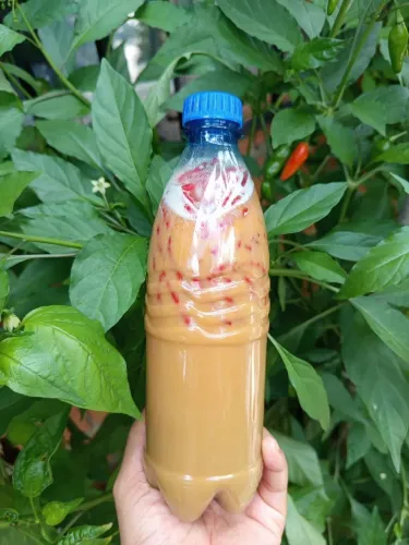 VENDE-SE PIMENTA 