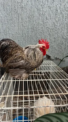 2 galos mini Cochin