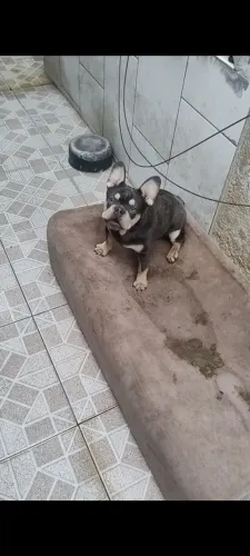 Bulldog francês com pedigree 