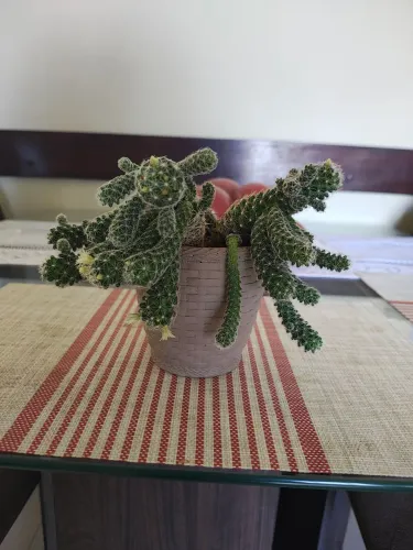 Lindo cacto ?