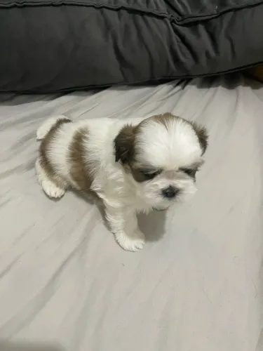 Shih Tzu