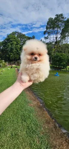 Lulu da pomerânia anão Pedigree e Microchip 