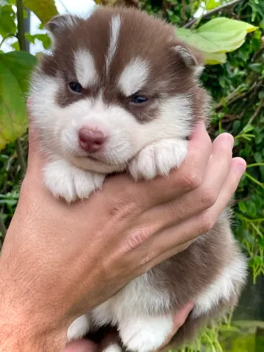 Filhote de husky siberiano