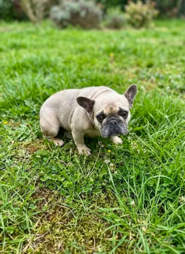 Bulldog Francês Blue
