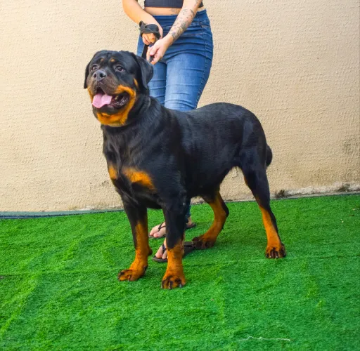 ROTTWEILER ADULTO À VENDA - ENCERRAMENTO DA CRIAÇÃO