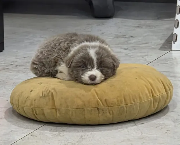 Border collie