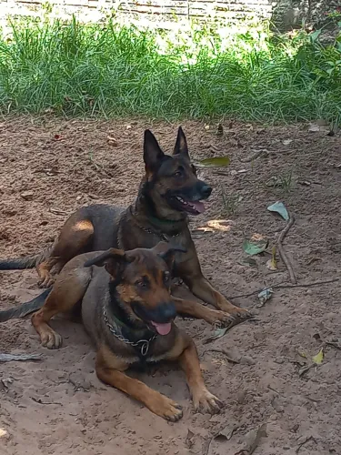 Pastores Belgas Malinois