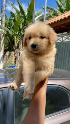 Filhote golden retriever, O filhote dos seus sonhos pode ser seu hoje!