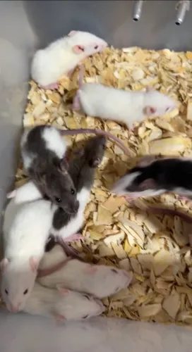 Ratos Twister e camundongos