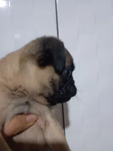 Filhotes macho de Pug 