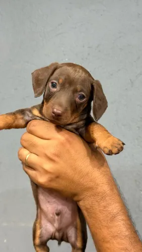 Dachshund Macho Chocolate 