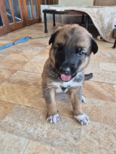 Filhotes Pastor Belga Malinois 