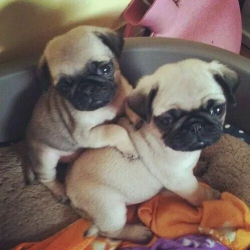 Pug, fêmeas e machinhos, já vacinados e com todas as garantias em contrato.