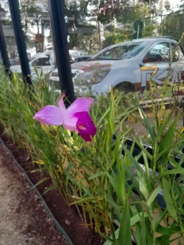 Jardinagem