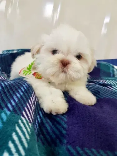 Filhote Shih Tzu - Branco com nariz exótico