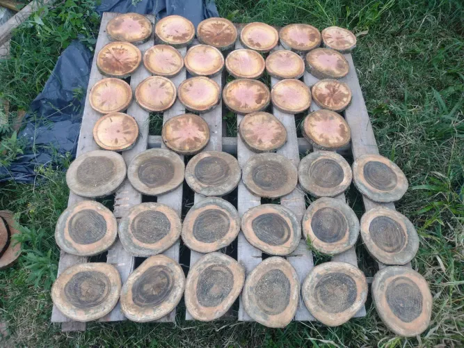 Bolachas de madeira rústica para artesanato e decoração