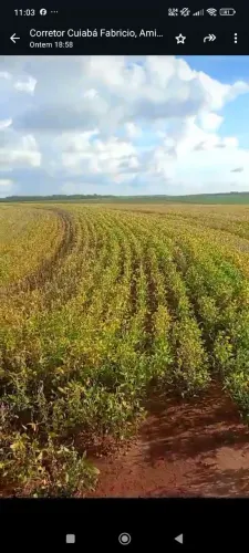 Fazenda arrendamento 1.400 hec em Bandeirantes MS. Grade 20% da colheita