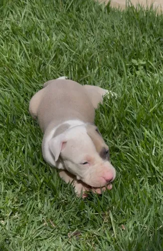 Filhote de pitbull staffordshire bull terrier
