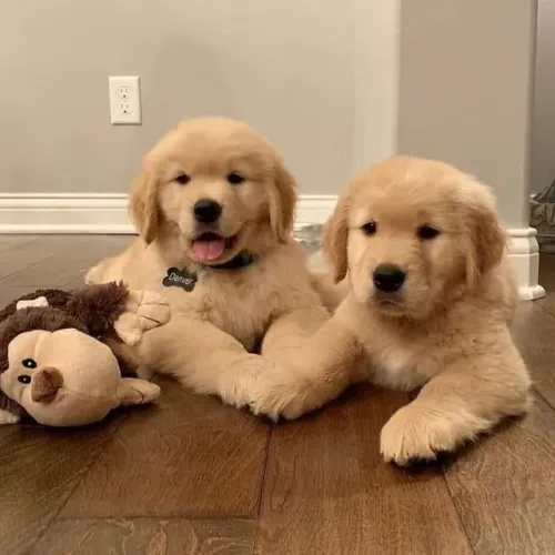 Filhotes de Golden Retriever com pedigree 2 disponiveis