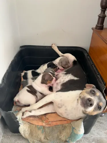 Filhotes de Fox Paulistinha (Terrier Brasileiro)