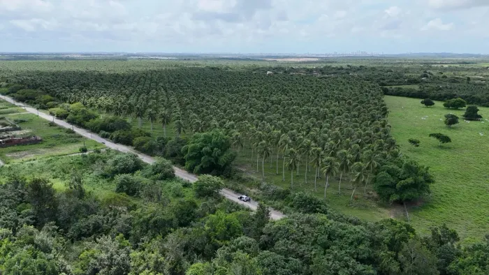 Fazenda de Coco Verde 140 Hectares