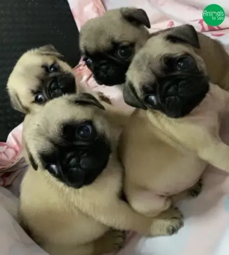 Filhotes de Pug são inimigos da tristeza