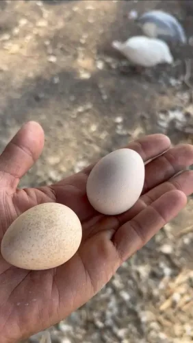 15 Ovos Galados Angolas