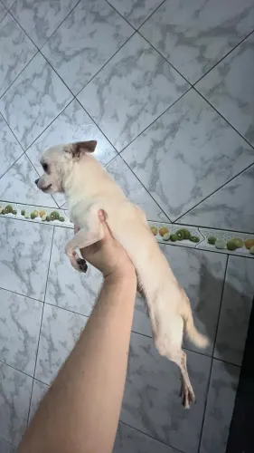 Cachorro chihuahua 