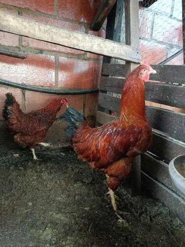Casal de galinha poedeira
