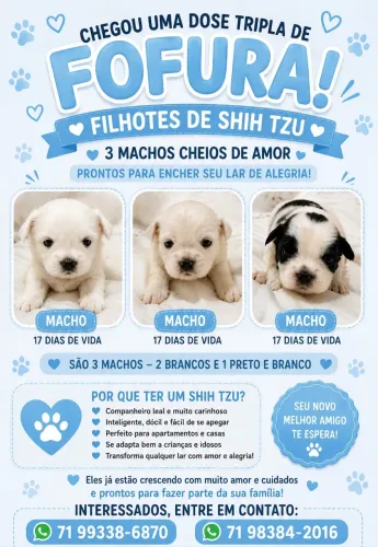 Filhotes de Shih Tzu