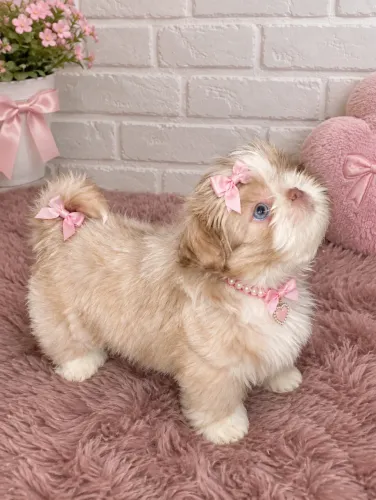 Shihtzu exótica olhos verdes e focinho fígado 