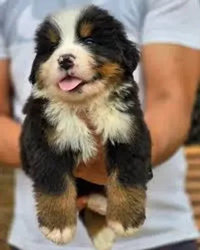 Bernese mountain dog  filhotes 