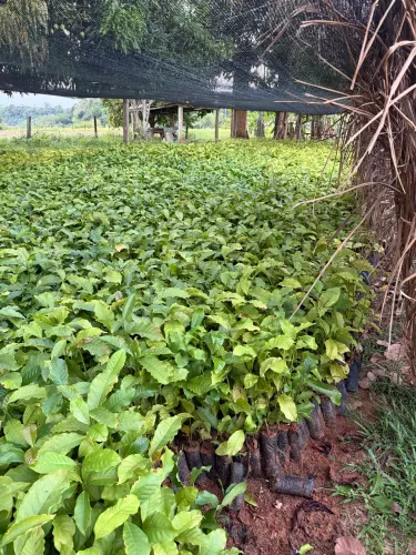MUDAS DE CAFÉ CLONAL