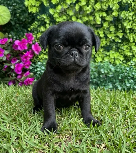 Pug Black disponível miniatura