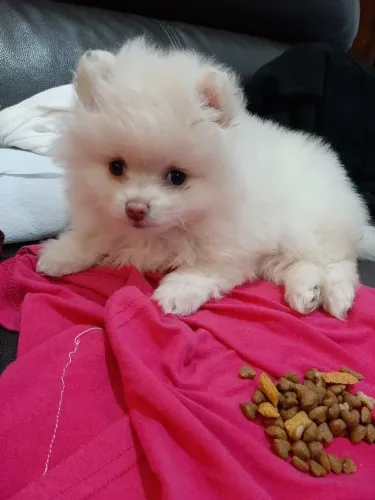 Spitz alemão Um filhote que leva leveza e alegria por onde passa