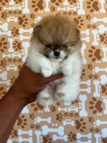Lulu da pomerânia macho / Spitz alemão anão