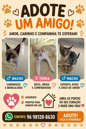 Doação de gatos