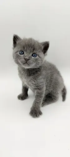 Russian Blue Femea e Macho disponivel 