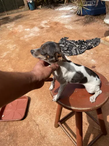 Pinscher Avenda