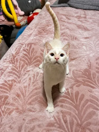 Gatinho para adoção responsável 