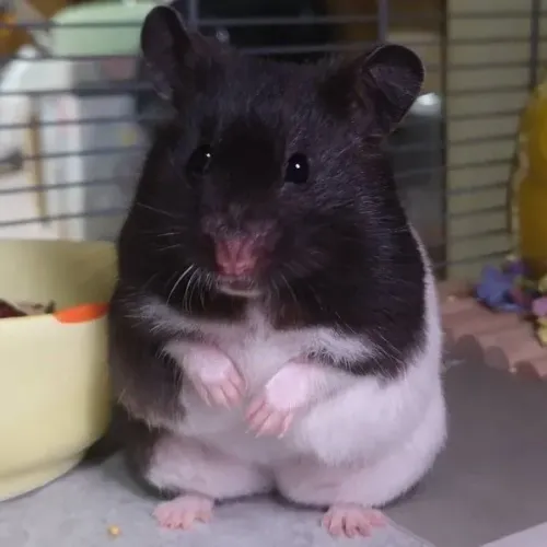Hamster