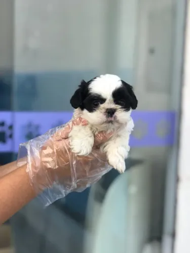 Filhotes de Shih Tzu com check-up e vacinas em dia ? 12x sem juros