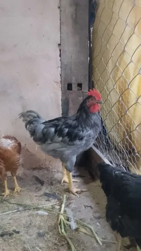 Frango GLC 