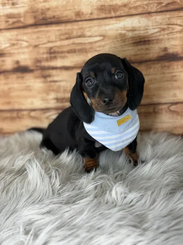Dachshund Menino