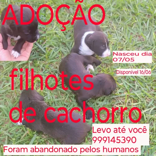 Cachorro filhote vira amor 
