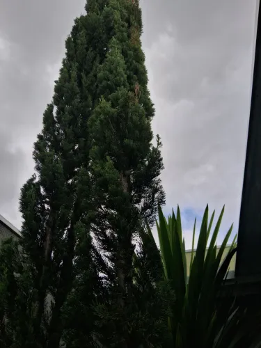 Planta Cipestre italiana com 5 metros