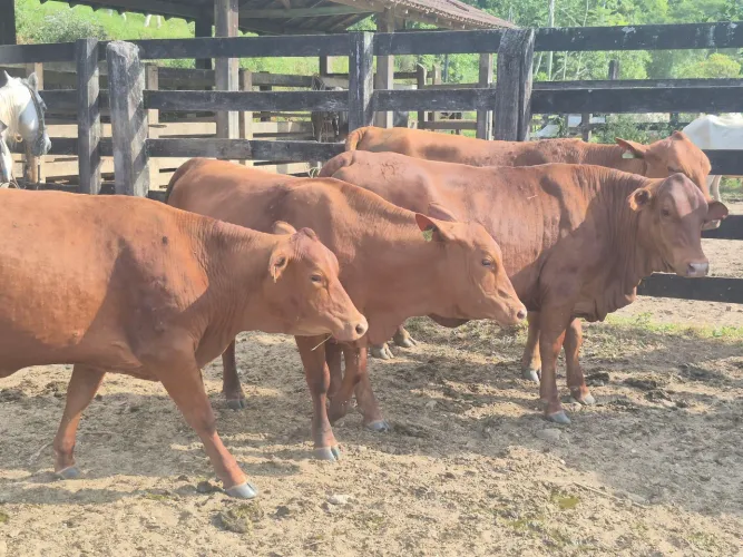 Vacas Senepol