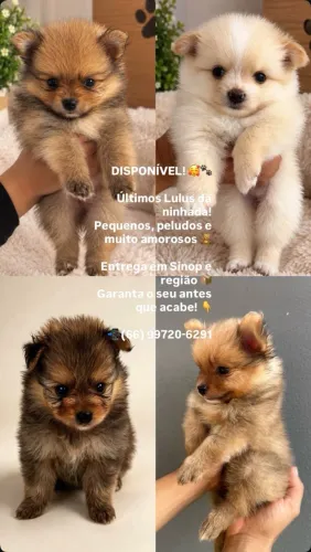 Filhote Spitz Alemão Lulu da Pomerânia